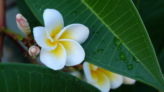 白色素馨花摄影图 白色素馨花图片大全 白色素馨花照片 摄图新视界