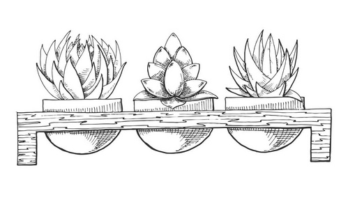 三植物在木盆上的素描.草图样式的矢量插图插画