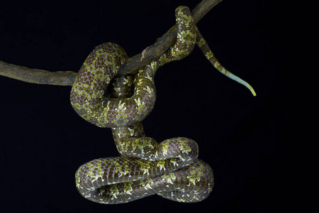 云南野生动物莽山 pitviper (protobothrops mangshanensis) 是中国