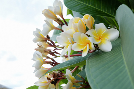 白色素馨花热带花卉，新鲜的鸡蛋花盛开
