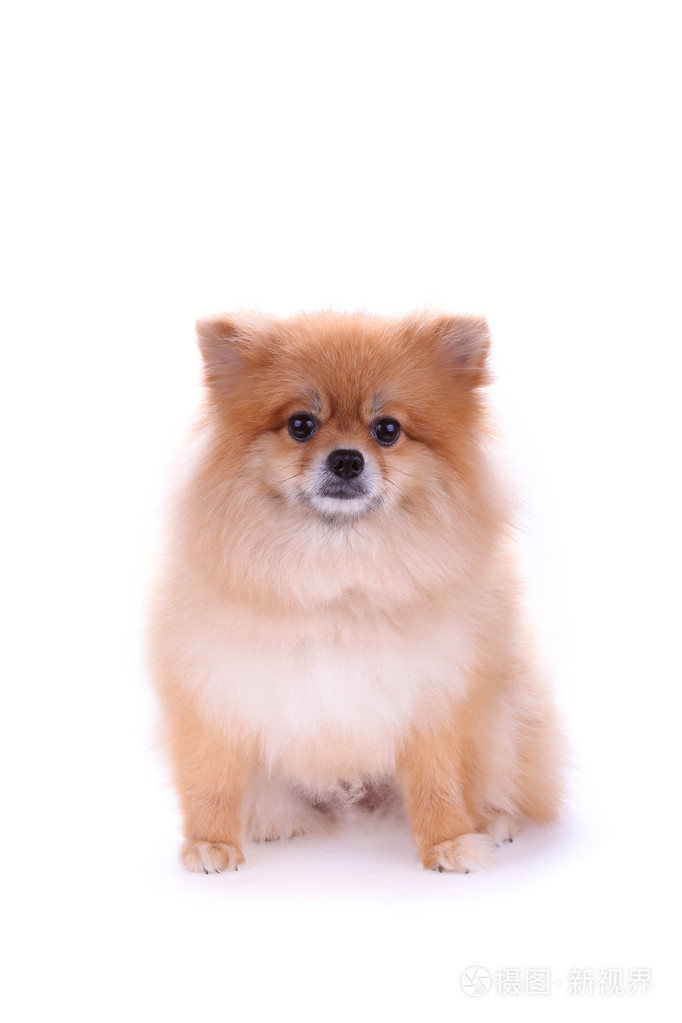 孤立在白色背景上的棕色博美犬狗照片 正版商用图片0oqamc 摄图新视界 孤立在白色背景上的棕色博美犬狗照片 正版商用图片0oqamc 摄图新视界