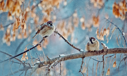 大鸟麻雀冬天的树枝上.下雪天照片