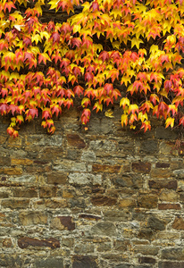 老石墙和红色秋天常春藤