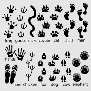 一套不同的动物和鸟类的脚印和痕迹.