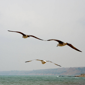 精美的海鸥飞过黑海海岸