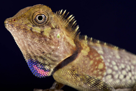 贝尔角头蜥蜴, gonocephalus bellii照片