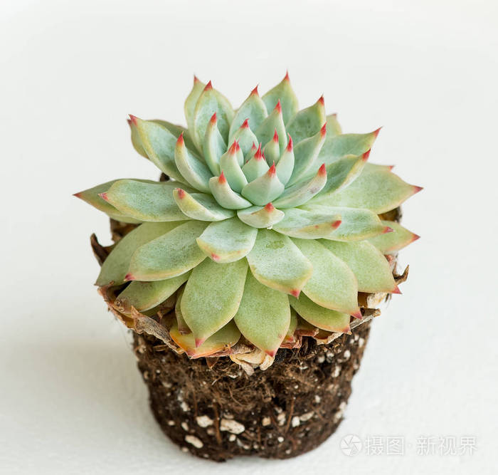 小型多肉植物花园照片 正版商用图片0oqhay 摄图新视界 小型多肉植物花园照片 正版商用图片0oqhay 摄图新视界