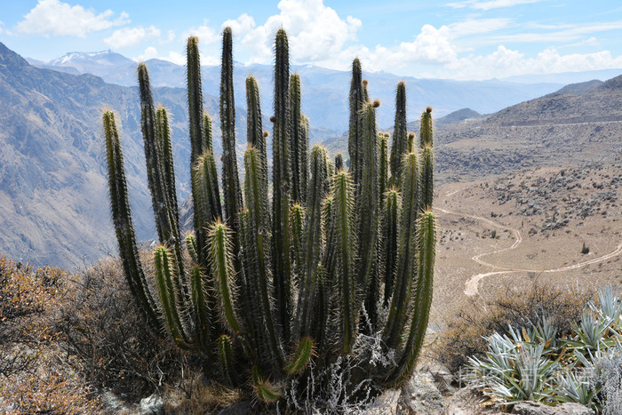仙人掌在附近奇秘鲁的科尔卡大峡谷