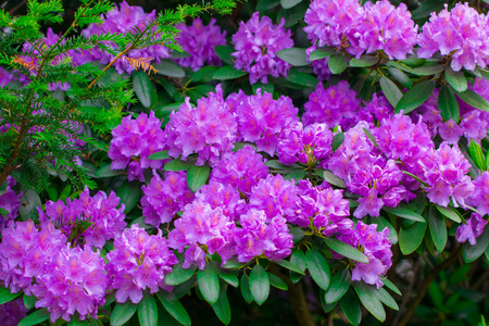 花园里有粉红色的花朵。暑期背景