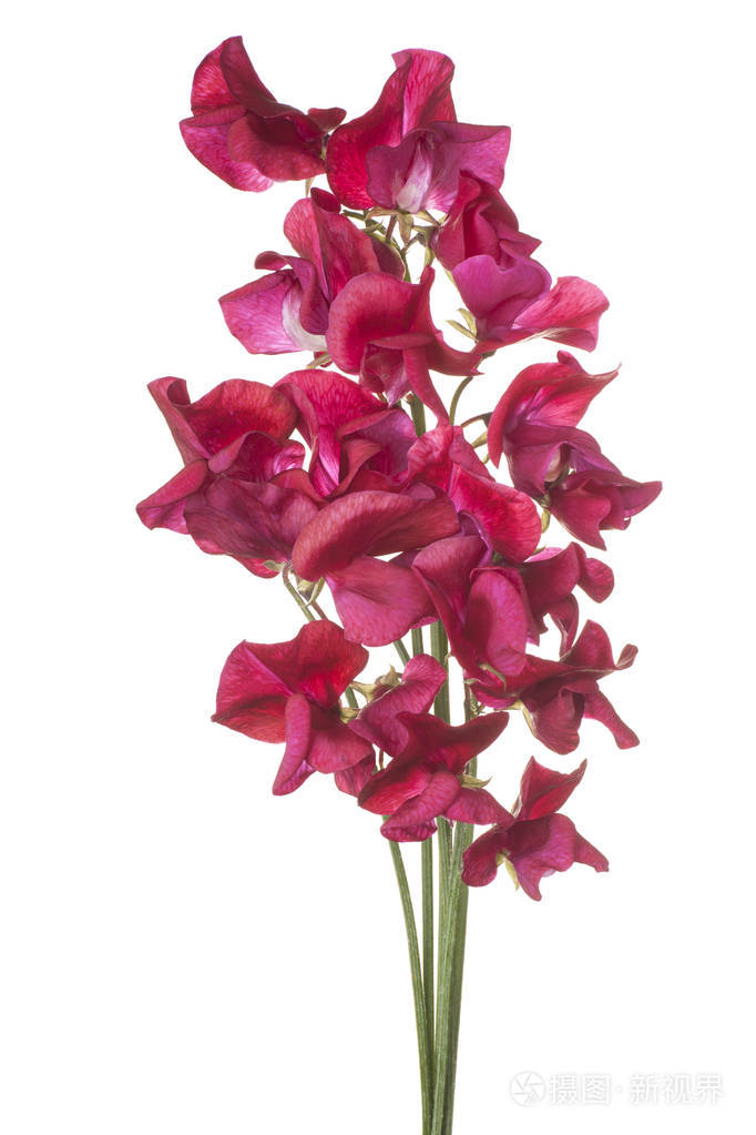 影棚拍摄的孤立的白色背景上的红色彩色的甜豌豆花.大景深 dof.宏观