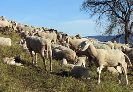 许多羊在山上放牧在秋天
