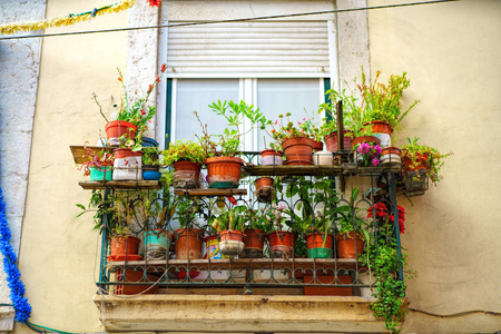 用鲜花和植物旧阳台