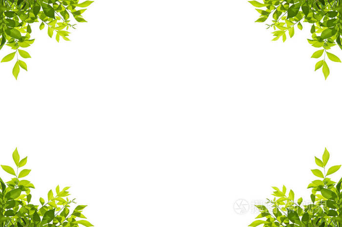 孤立在白色背景上的绿色的树叶帧