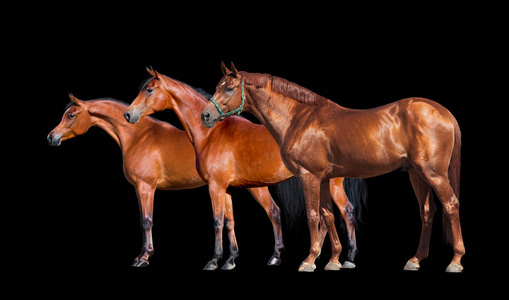 母亲站在旁边的小女孩十几岁的女孩站在她的栗子阿拉伯马看着镜头微笑