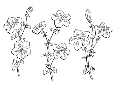 美容图集矮牵牛花图形黑色白色隔离草图集插图向量照片