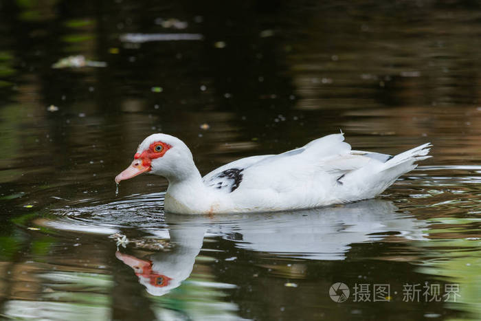 白色鸭子站立在池塘或湖旁边与散景背景
