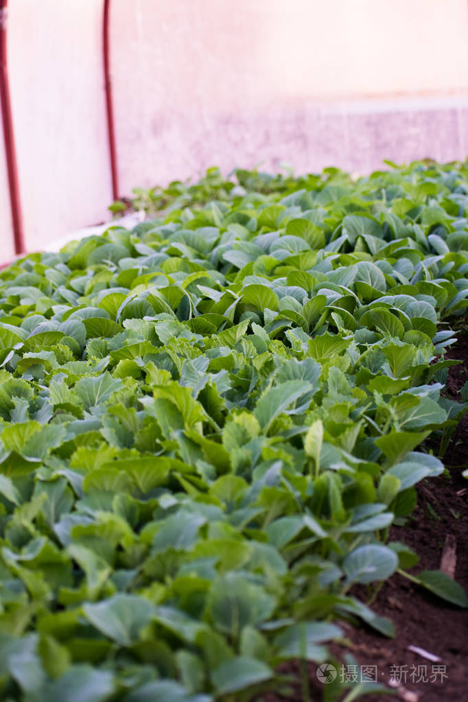 小白菜幼苗.温室白菜苗
