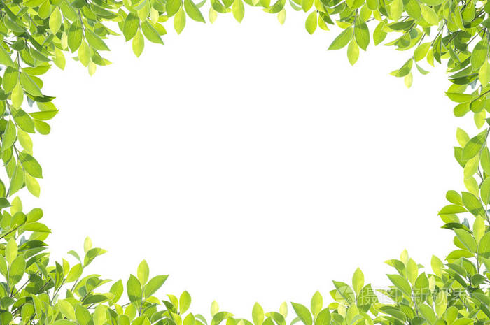 孤立的白色背景上的绿叶边框