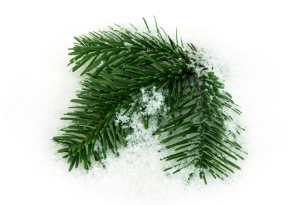 雪上的冷杉树枝, 常青树的特写
