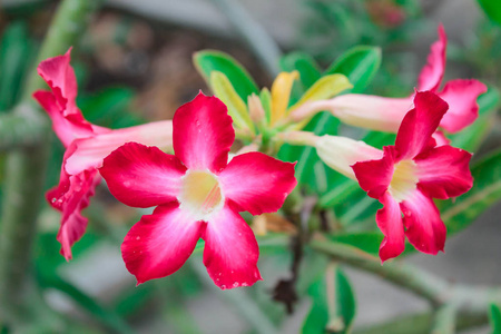 花园里美丽的鲜红色杜鹃花花