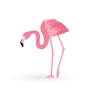粉红色的火烈鸟。矢量插图。在白色背景下被隔离。背景下的鸟类插画设计