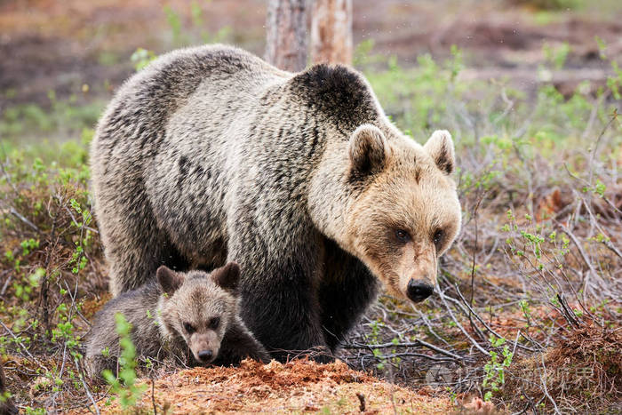 熊妈妈和小熊