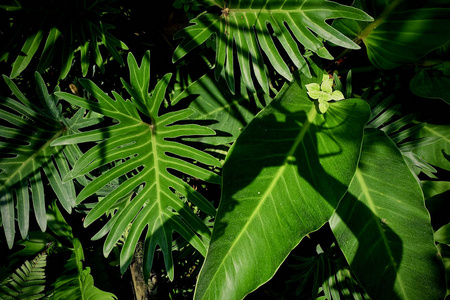 叶子植物树绿色自然背景