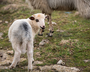 小羊羔站在克罗地亚的一片石质牧场上克里斯岛