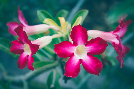 花园里美丽的鲜红色杜鹃花花