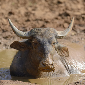 水牛在湖里洗澡照片