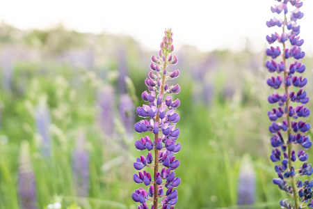 羽扇的田野, 粉红色的紫色和蓝色的花朵。一束 lupines 的夏天花背景。羽扇