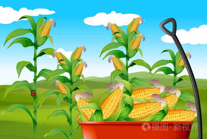 玉米田和玉米在马车