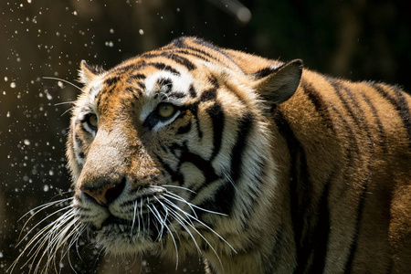一只老虎警报和盯着相机的肖像