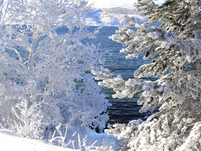 冰雪覆盖的枞树和贝加尔湖附近的树