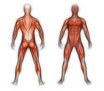 人体解剖学-男性肌肉在 3d 软件中进行照片