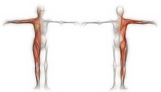 人体的肌肉和骨骼在 3d 软件中进行的女
