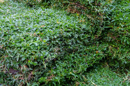 后院，院子里工作，在花园里种植新草皮