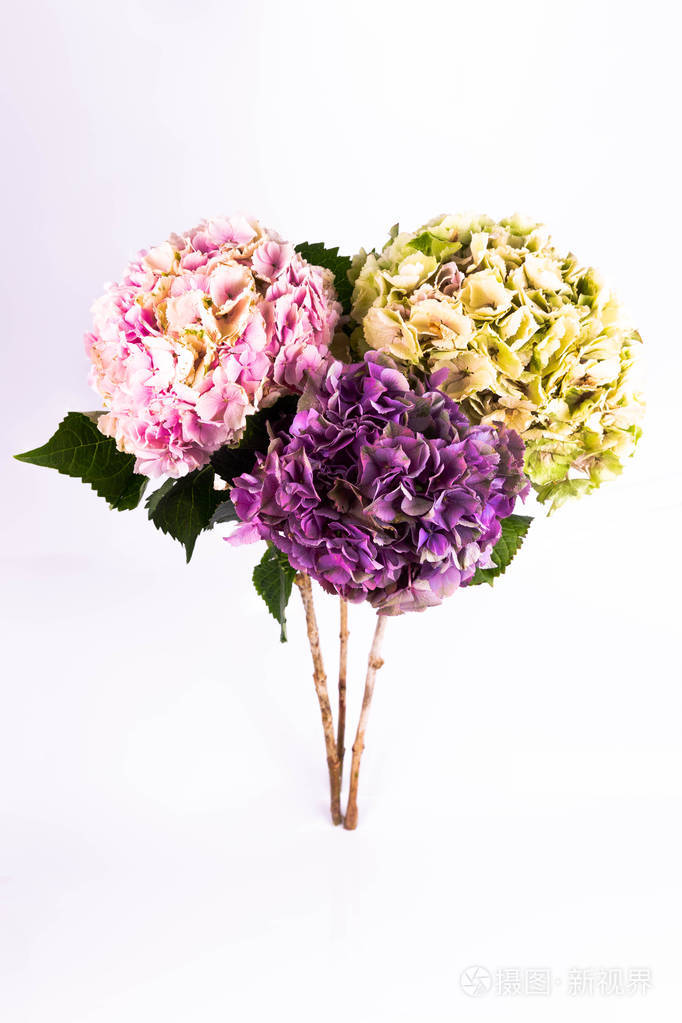 一束绣球花三朵