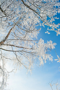 冬天被雪覆盖的树枝
