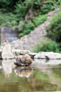 谷猴公园, 猴子沐浴在自然温泉在长野, 日本