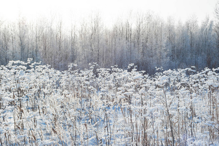 冬季被雪覆盖的植物