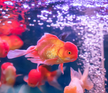 金鱼在水图片