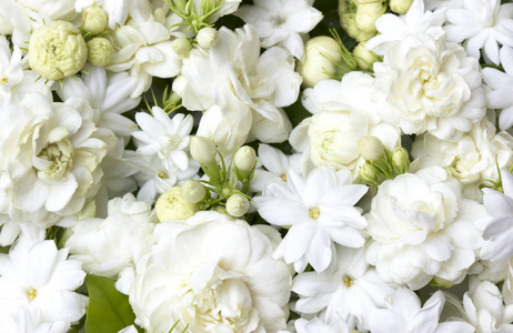 白茉莉花鲜花