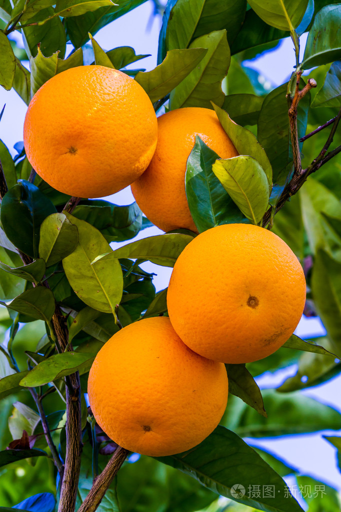 橙色水果生长在一棵树