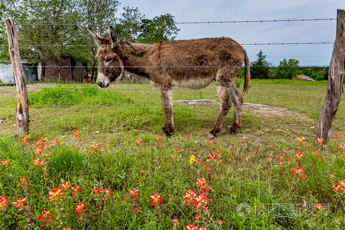在德克萨斯州领域的野花的驴