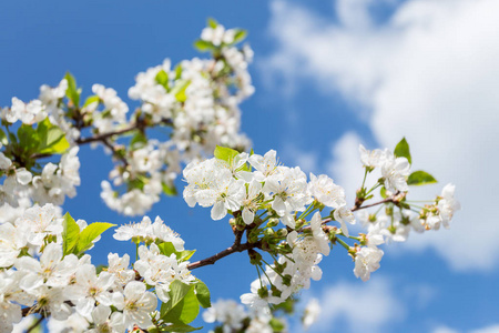 明媚的春光背景照片