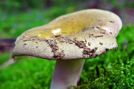 红菇围心腔蘑菇在山毛榉森林里图片