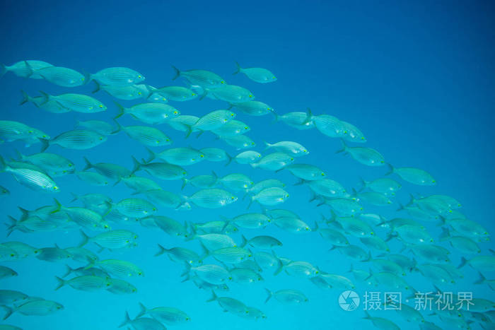 小组鱼游泳