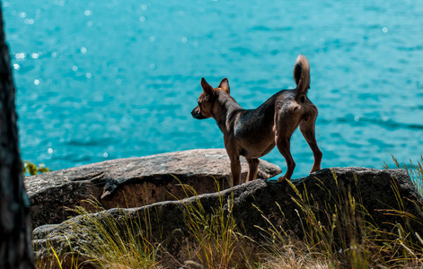 在岩石上的狗在夏天的水背景