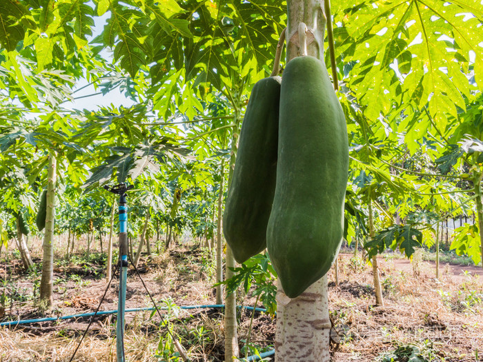 树上的新鲜木瓜